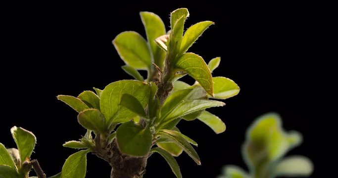 Zeitraffer Pflanze w&auml;chst mit Alphakanal