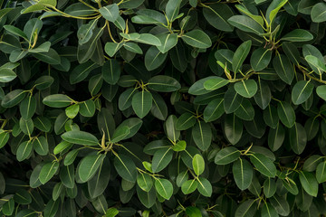 Green leaves texture, foliage backdrop