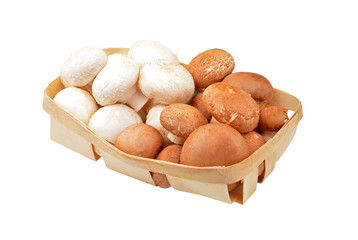 Champignon (True mushroom)