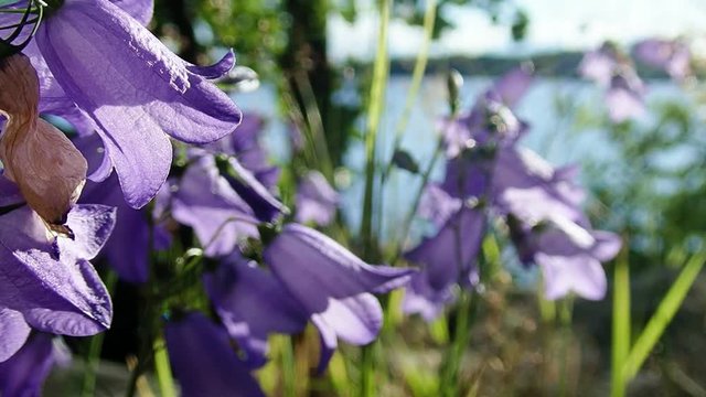 Harebell flowers swaying in wind
