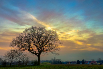 Obraz premium Baum im Abendlicht
