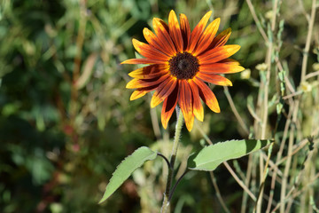 Rusty Sunflower 01