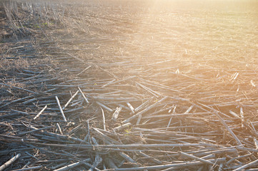Dry straw in the field after harvest, at sunset. Background or texture