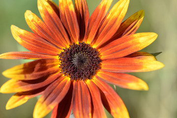 Rusty Sunflower Macro