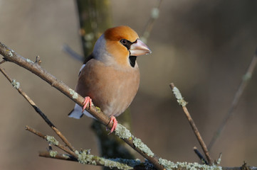 The hawfinch (Coccothraustes coccothraustes) in the rays of the rising sun (sitting on the branch with green-grey background)..