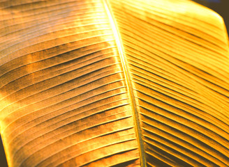 Golden palm banana leaf, tropical background