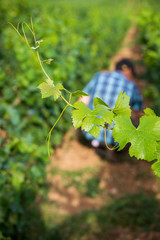 viticulteur dans ses vignes