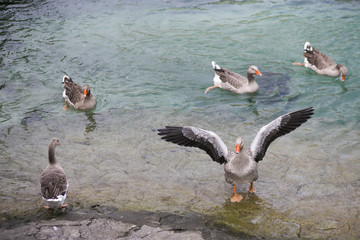 Flying goose group into the lake are fishing.