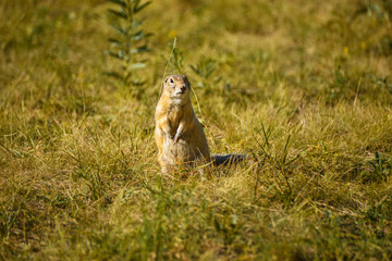 reddish gray gopher close-up on herbal background