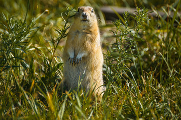 reddish gray gopher close-up on herbal background