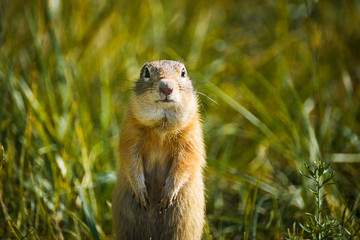 reddish gray gopher close-up on herbal background