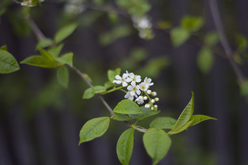 Flowers and leaves of bird-cherry tree close-up