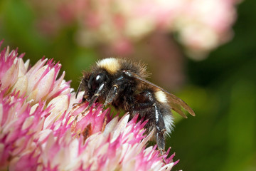 Bumblebee on the flower