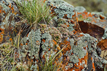 Rocks and grass