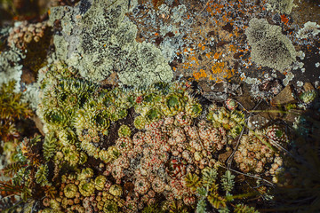 Rocks and grass