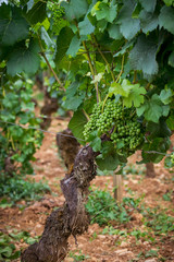 raisins encore verts dans les vignes