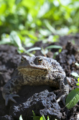 frog