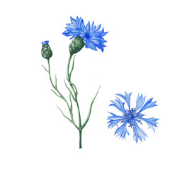 Botanische Illustration von Aquarellkornblumen © arevka