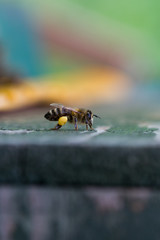 Fototapete bei efototapeten.de bestellen   