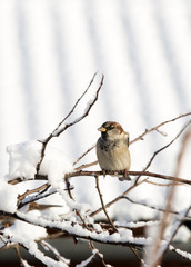 sparrow