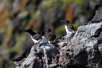 razorbill (Alca torda) island runde norway