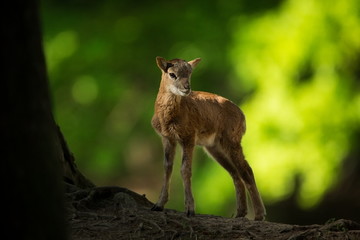 Ovis musimon. Photographed in the Czech Republic. Beautiful nature of the Czech Republic. Beautiful...