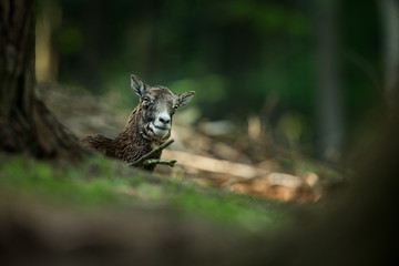Obraz premium Ovis musimon. Photographed in the Czech Republic. Beautiful nature of the Czech Republic. Beautiful picture. Spring nature. Expanded throughout Europe. From animal life. Europe. Czech Republic. Nature