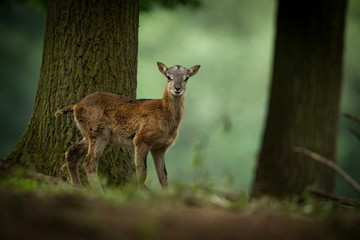 Ovis musimon. Photographed in the Czech Republic. Beautiful nature of the Czech Republic. Beautiful picture. Spring nature. Expanded throughout Europe. From animal life. Europe. Czech Republic. Nature