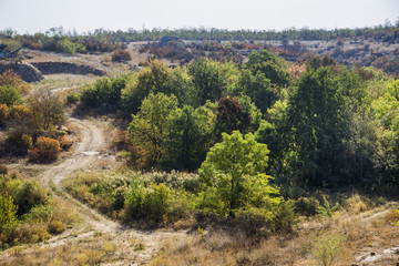 trees at quarry