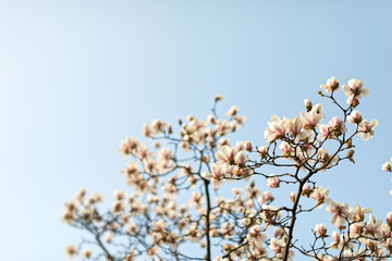 Park in early spring. Located in Nanjing, Jiangsu, China.