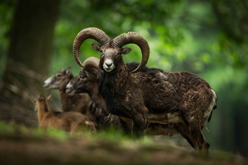 Fototapeta premium Ovis musimon. Photographed in the Czech Republic. Beautiful nature of the Czech Republic. Beautiful picture. Spring nature. Expanded throughout Europe. From animal life. Europe. Czech Republic. Nature