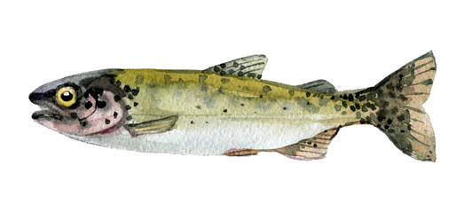 Trout isolated on a white background, watercolor illustration - 188258251