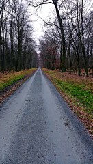 Gerade Schneise durch einen Laubwald