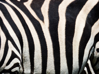 Fototapeta na wymiar Zebra close up