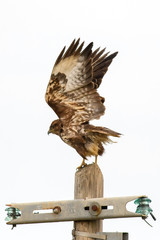 Poiana (Buteo Buteo)