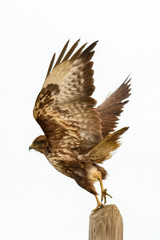 Poiana (Buteo Buteo)