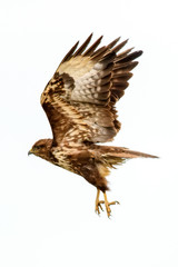 Poiana (Buteo Buteo)