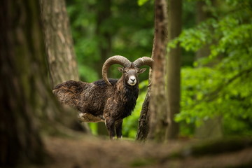 Ovis musimon. Photographed in the Czech Republic. Beautiful nature of the Czech Republic. Beautiful picture. Spring nature. Expanded throughout Europe. From animal life. Europe. Czech Republic. Nature