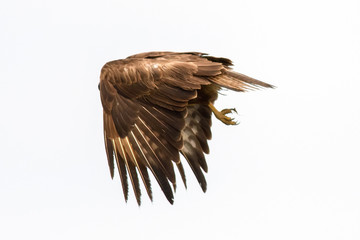 Poiana (Buteo Buteo)