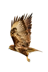 Poiana (Buteo Buteo)