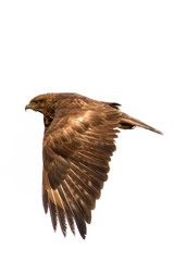 Poiana (Buteo Buteo)