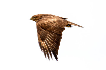 Poiana (Buteo Buteo)