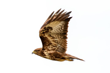 Poiana (Buteo Buteo)