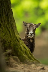 Ovis musimon. Photographed in the Czech Republic. Beautiful nature of the Czech Republic. Beautiful picture. Spring nature. Expanded throughout Europe. From animal life. Europe. Czech Republic. Nature
