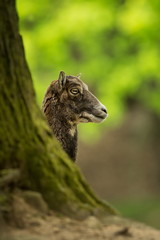 Ovis musimon. Photographed in the Czech Republic. Beautiful nature of the Czech Republic. Beautiful picture. Spring nature. Expanded throughout Europe. From animal life. Europe. Czech Republic. Nature
