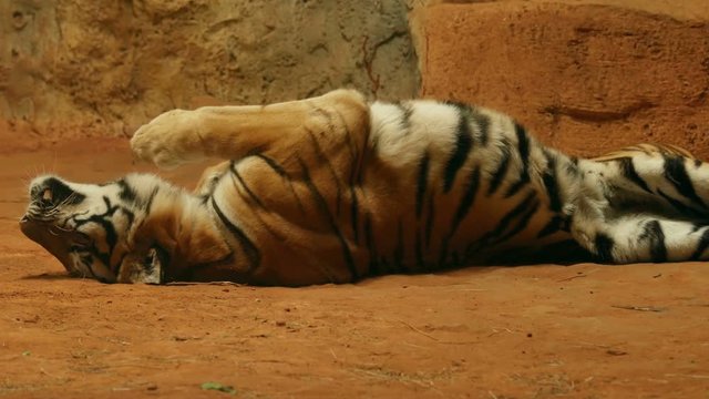 4k of siberian tiger lying down