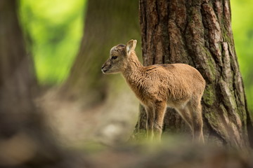 Ovis musimon. Photographed in the Czech Republic. Beautiful nature of the Czech Republic. Beautiful picture. Spring nature. Expanded throughout Europe. From animal life. Europe. Czech Republic. Nature