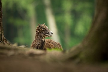 Ovis musimon. Photographed in the Czech Republic. Beautiful nature of the Czech Republic. Beautiful picture. Spring nature. Expanded throughout Europe. From animal life. Europe. Czech Republic. Nature