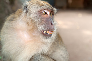 Portrait of macaque in Khao Sok National Park, Thailand