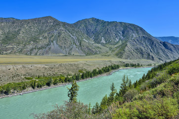 Turquoise mountain river Katun, Altai republic, Russia